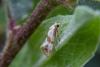 Phalonidia contractana